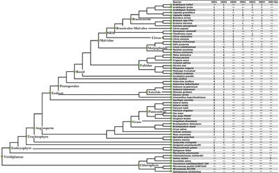 Genome-wide analysis revealed the stepwise origin and functional diversification of HSDs from lower to higher plant species